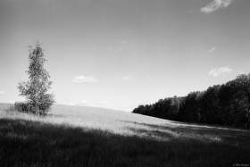 Peltomaisema
