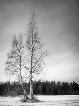 Koivut talvella