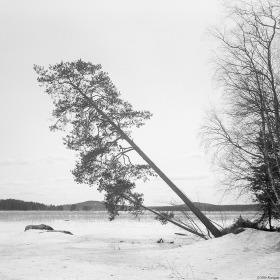 Kaltevat männyt