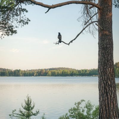 Unettomuuden hyödyntäminen