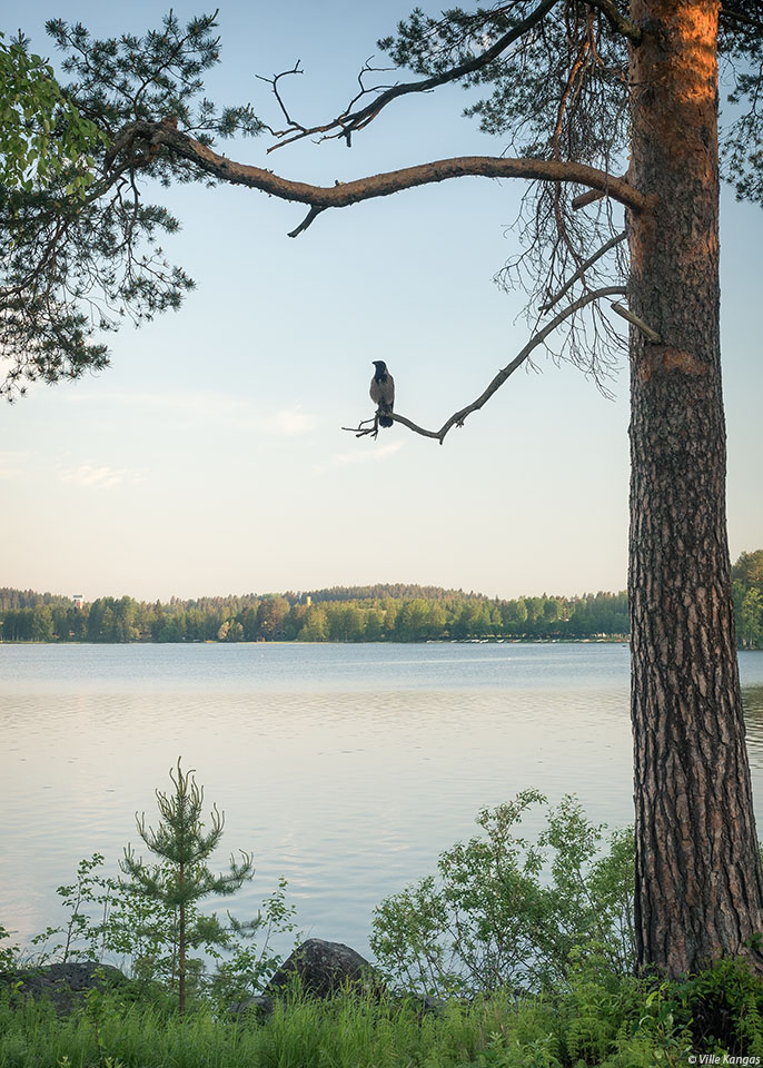 Unettomuuden hyödyntäminen
