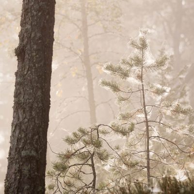 Kysymyksiä luontokuvauksesta
