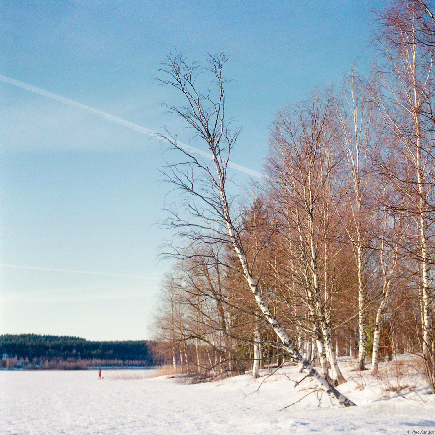 Rantakoivu